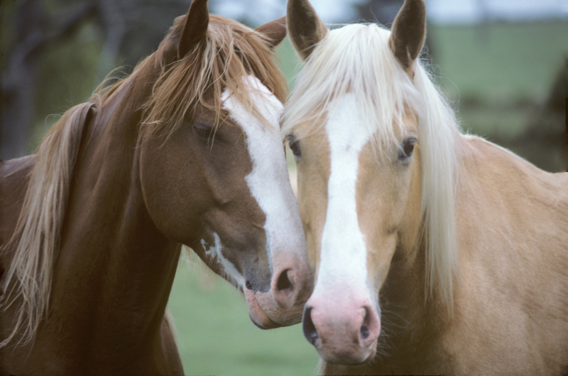 Horse Image 