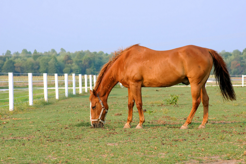 Horse Image